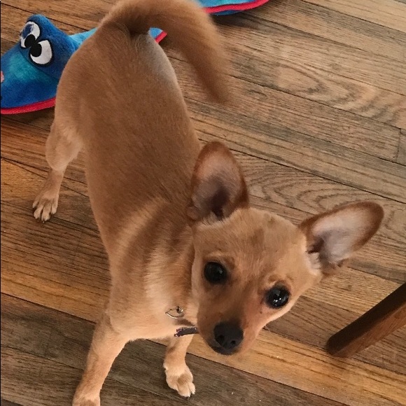 Meet your Posher, Lea - Picture 2 of 2